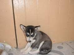 Fotos de perros
